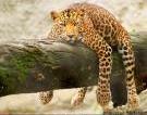 resting leopard